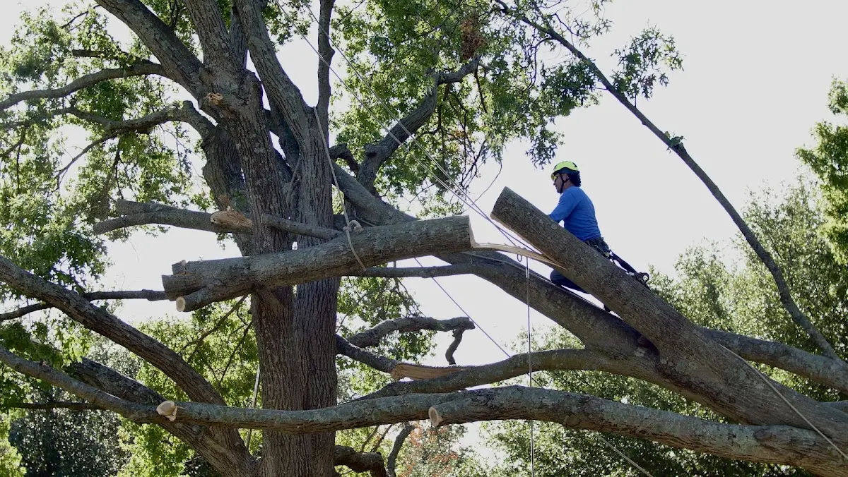 Professional Crown Thinning performed by certified arborists in Everton